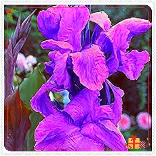 Perennial,Giant Canna Lily Bulbs, Hardy, Professional for Beautiful Garden Displays-1 Bulb-D