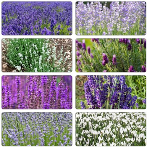 semi di lavanda varietà antiche interno giardino sul balcone 350pcs