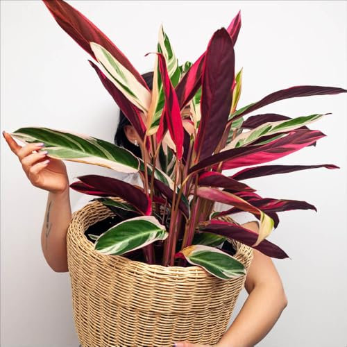 YouGarden Calathea 'Triostar', Indoor Prayer Plant, Mixed Colour Foliage Houseplant, Established and Ready to Display Houseplant in 14cm Pot