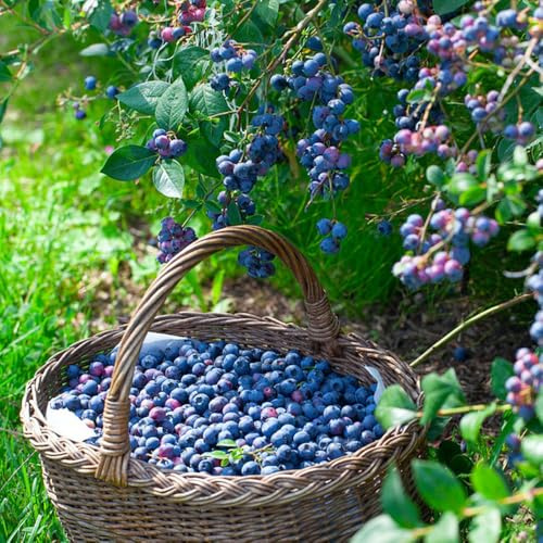 mirtilli, mirtilli neri - Coltivare ver appartamento mirtillo cespugli di bacche frutteto rari colonnari sostenibili siepi 550semi