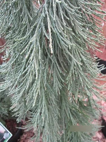 Sequoiadendron giganteum Pendulum - Überhängender Mammutbaum