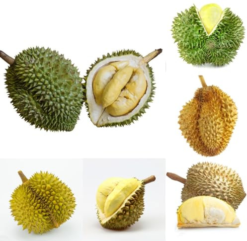 120 piezas Comprar semillas de fruta Durian - semillas de frutas semillas plantas de oficina semillas de plantas plantas de interior Durio zibethinus, semillas de frutas plantas de