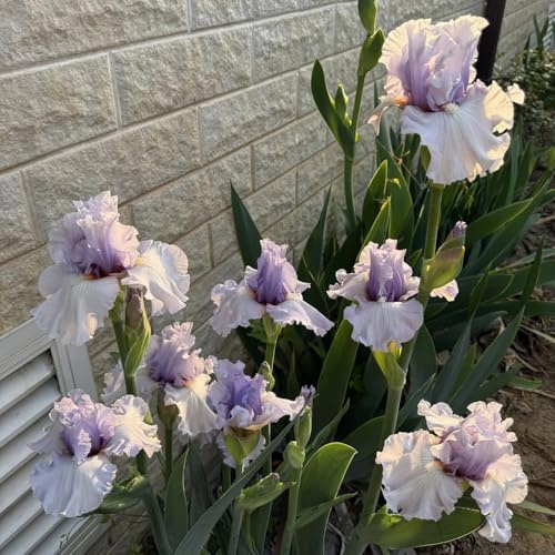 iris regalos sostenibles iris floración temprana jardín regalos primavera balcón, decorativas en maceta, cubresuelos, resistentes, 2bulbos