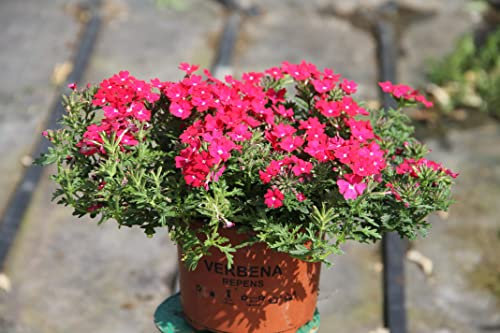 Verbena Planta Tapizante con Flores de Colores para Cubrir el Suelo del Jardín