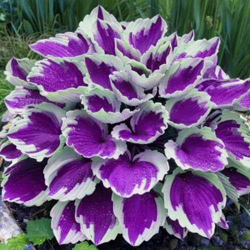 Roadoor 200 Stück Hosta Samen für Landschaftsgestaltung Hohe keimung Seltene Sorten Hosta Samen Wartungsarmarme Mehrjährige Blattpflanzensamen für Schattengärten Balkone Hofe Hofe Hofe Violet