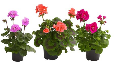 Pack de 3 Geranios Naturales Plantas con Flores de Colores