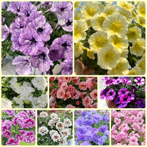 Semillas de petunia, para lugares soleados colgando de siembra de otoño Las perennes son perennes resistentes 500pcs