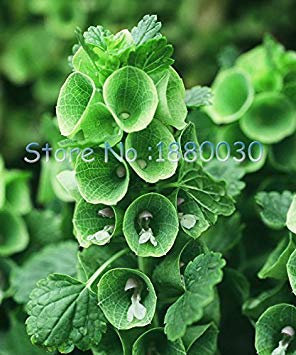 Hosta Seeds Hosta Hadspen Blue Seeds Beautiful Shade Perennial Plant Seeds Plantain Lily Flower Bonsai Home Garden Ground Cover Plant: Only Seeds