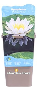 Pianta di Ninfea o Nymphaea Pianta di Fiore di Loto da esterno fiori vari colori acquatica ornamentale per laghetti o stagni vera venduta da eGarden.store (Bianco - Marliacea Albida)