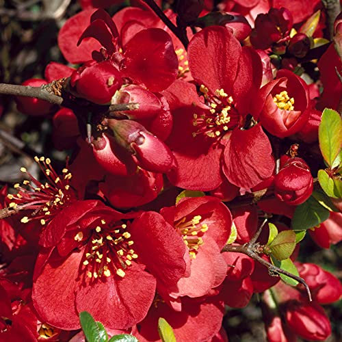 Chaenomeles Knap Hill Scarlet - Japanese Quince | Deciduous Potted Garden Shrub (15-30cm Incl. Pot)