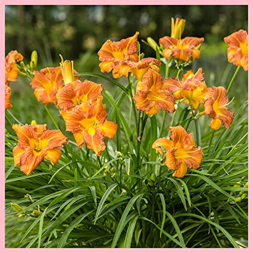 Daylily,Hemerocallis bulbi,bulbi di Hemerocallis,resistente, facile da sopravvivere