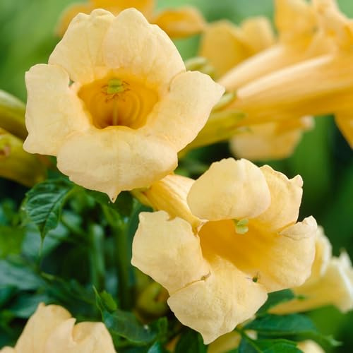 GardenersDream Campsis Flava - Plante Grimpante Résistante au Froid Bignone Jaune - Plantes Extérieur Jardin Vivaces - Plante Rare Spectaculaire pour Balcon