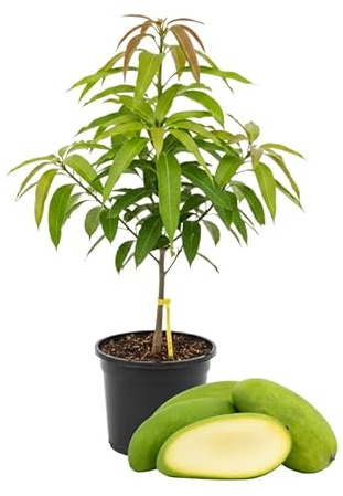 2 Years Old Mango Tree for Planting, Large Fruit Mango Plant Grafted in 3 Gallon Pot, Sweet, Fast-Growing Tropical Tree Seedlings for Outdoor Garden