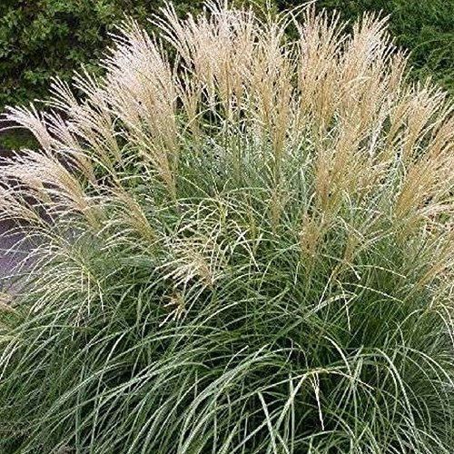 Stauden Gänge 3 x Miscanthus sinensis 'Gracillimus' im 1 Liter Topf (Ziergras/Gräser/Winterhart/Mehrjährig/Staude) Chinaschilf - Filigrane Halme für stilvolle Akzente - Top als Hecke