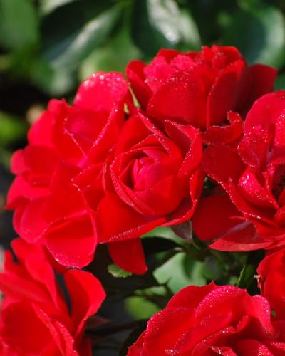 Rosa Flower Carpet® Scarlet (Groundcover Rose)