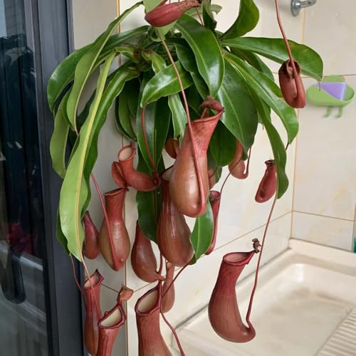 Semi di Nepenthes, Nepenthes mirabilis, semi di d'appartamento carnivora carnivora, Le perenni sono 400pcs