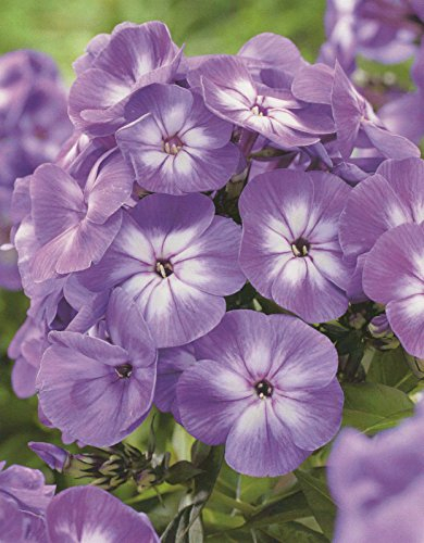 Hoher Phlox paniculata Laura Flammenblume3 Wurzelstücke Winterhart Staude