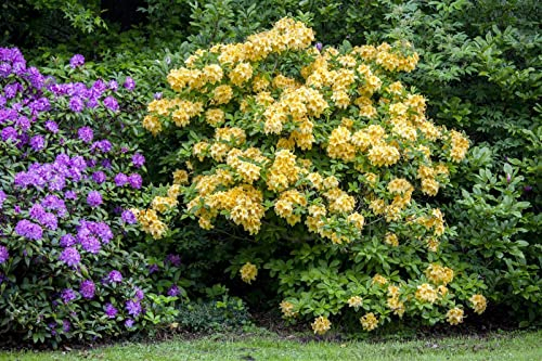 Rhododendron luteum 'Goldpracht' 50-60 cm - Azalee, goldgelbe Blüten, Blütezeit Mai-Juni, ideal für Rabatten, bienenfreundlich, winterhart