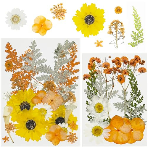 Cayway 40 Stück Echte Natürliche Getrocknete Gepresste Blumen, Orange DIY Getrocknete Gepresste Blätter DIY Gepresste Blumen für DIY Basteln, Kerzen Scrapbooking Zubehör