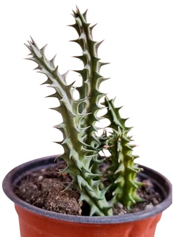 Huernia macrocarpa succulenta tappezzante fiori rossi pianta grassa rara