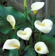 10 Semi di crema bianca Calla 3466 (Zantedeschia aethiopica)