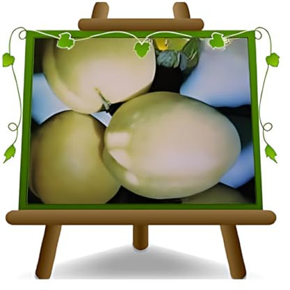 EURO PLANTS VIVAI Aprikosenbaum Picciola Obstbaum im Topf 20 cm Höhe ca. 170 cm – Alter 2 Jahre- Italienische Gärtnerei