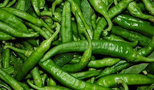 piantine da orto pomodori melanzane peperoni (peperoncinoverde dolce per friggere 5 piante)