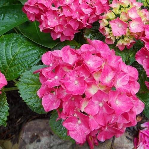 Bauernhortensie 'Glowing Embers' - Hydrangea macrophylla 'Glowing Embers' - 25-30 cm Topf - Beliebte Gartenpflanze mit großen Blüten