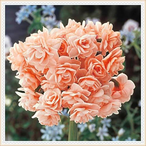 Brillante Narzissenzwiebeln in Großpackung: mehrjährige Schönheit für atemberaubende Garten-Displays-4 Zwiebeln-E