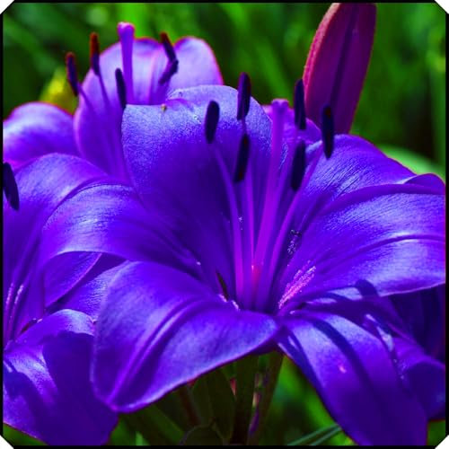 Hardy,Beautiful Lily Bulbs,Giant Flower, Perennial, Professional for Brilliant Garden Displays-2 Bulbs-E
