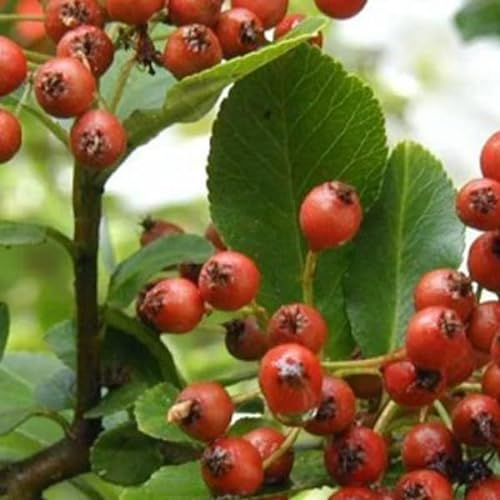 Feuerdorn 'Red Column' - Pyracantha coccinea 'Red Column' 60-80 C - 60-80 cm Topf