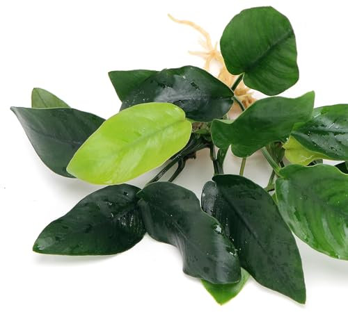 K2AQUA 2X Anubias Nana Live Aquarium Plants Oxygenating Plant Aquarium Low Maintenance Foreground Midground for Freshwater Tropical Tank Beginner Friendly