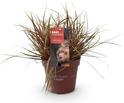 Prydnadsgräs - Uncinia rubra Everflame - Röd - 2 Växter - Vintergröna - Låg skötsel - 40-50cm - Ø17cm - Trädgårdsväxt