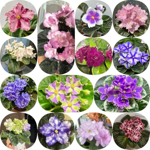 300 pcs Usambaraveilchen Kaufen Samen ausgefallene geschenke pflanzenkübel Usambaraveilchen Samen - wildblumensamen nachhaltige geschenke für frauen winterfeste pflanzen für balkon