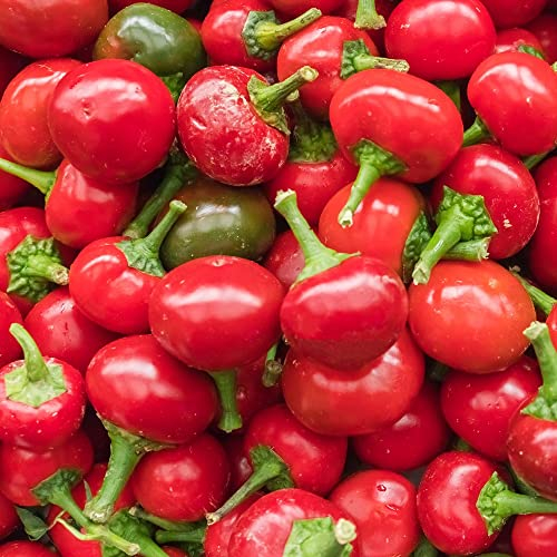 Koral/Ciliegia piccante Chili Samen für ca. 15 Pflanzen - rote Kirschchili