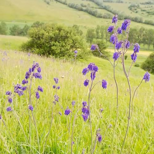 semillas de salvia resistentes, balcón orgánicas exóticas perennes 2500pcs