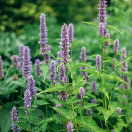 semillas de ortiga perfumadas, verdes Agastache foeniculum, productos sostenibles de silvestres raras balcón Balcón con parterre 250pcs