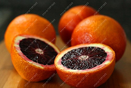 20 semillas de naranja de naranja sanguina mandarino NO-OGM semillas de árboles frutales raros para la siembra jardín de su casa