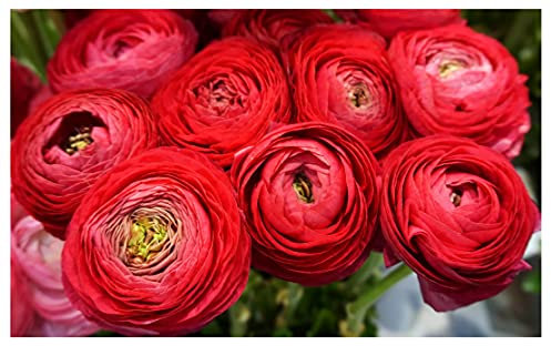 10x Ranunculus Asiaticus Red Persian Buttercup Spring Summer Flowering Perennial Garden Bulbs Hardy Corms Size 5/6