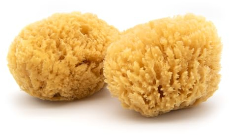 Neptune Caribbean Sea Sponge 2 Pack, Extra Large (Approx. 7-8 Inch), Hand Processed, Natural & Eco-Friendly Bath Sponge