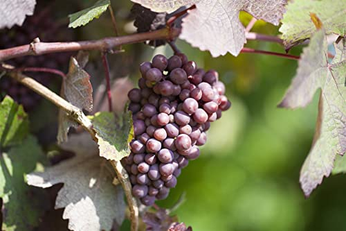 Vitis vinifera 'Piroschka' 80–100 cm – Winterhart, Mehrjährig – Weinrebe – Kletterpflanze für Pergola & Rankhilfe