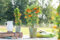 Pyracantha 'Orange Glow' 125-150 cm - Feuerdorn, orange Beeren, immergrün, ideal als Hecke, vogelfreundlich, winterhart