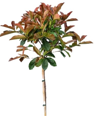 Photinia fraseri - red Select - Glanzmispel Hochstamm 80-100 cm