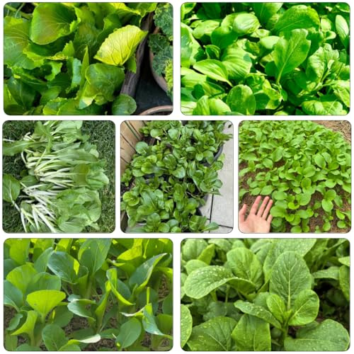 Semillas de pak choi, hojas de mostaza china, interior orgánico decoración sala estar Camas elevadas el jardín variedades antiguas 400pcs