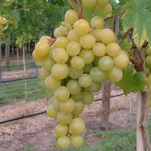 Bianca helle Traube Weinrebe Weintraube ca. 60-100 cm 3,5 Liter Topfballen