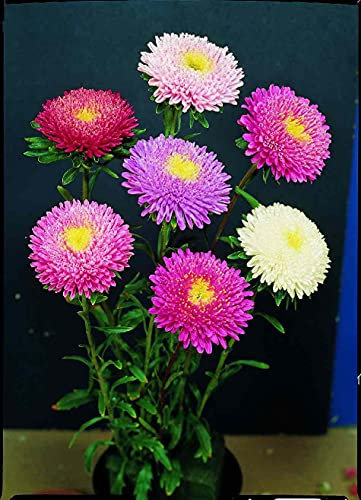 100 Graine Graines - ASTER NAINS - Mix de Couleurs - Fleurs Double 4 Couleurs - Fleur Jardin - 239
