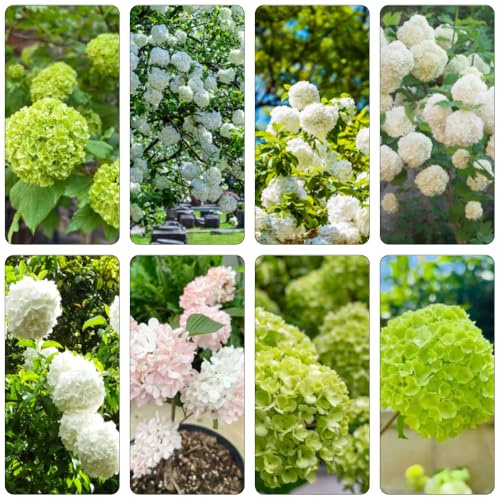 hortensia bola de nieve - Viburnum opulus de balcón primavera decorativas semillas balcón arbustos resistente semillas jardín bonsái 100pcs