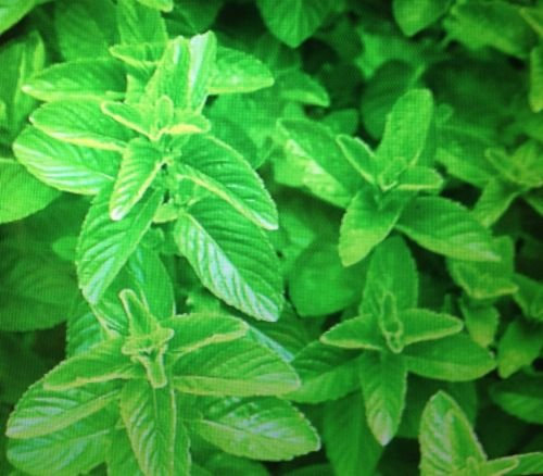 10 semillas de las semillas de menta verde