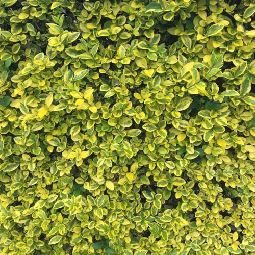 Golden Privet Ligustrum ovalifolium 'Aureum' - Evergreen Shrub with Gold-Lined Foliage, Ideal for Hedges and Borders, Low Maintenance, White Flowers - 12x 2 Litre Potted Plant by Thompson & Morgan