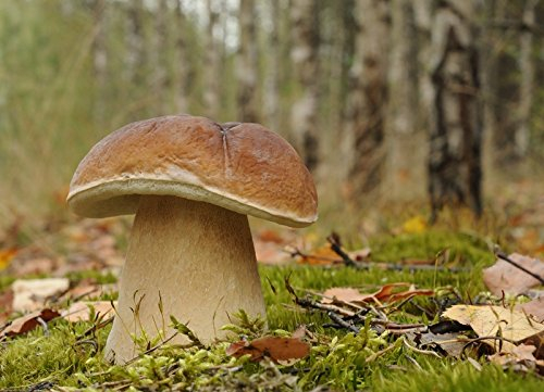 Myzel für Boletus edulis / Gemeiner Steinpilz, zum Pflanzen eigener Pilze